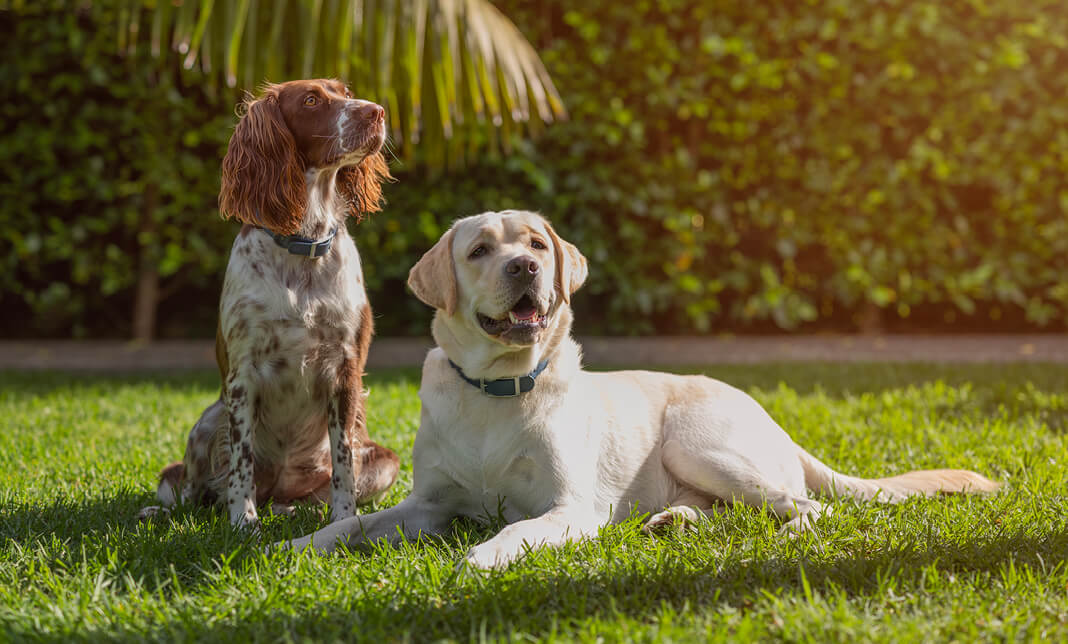 Dog shedding cheap more than normal