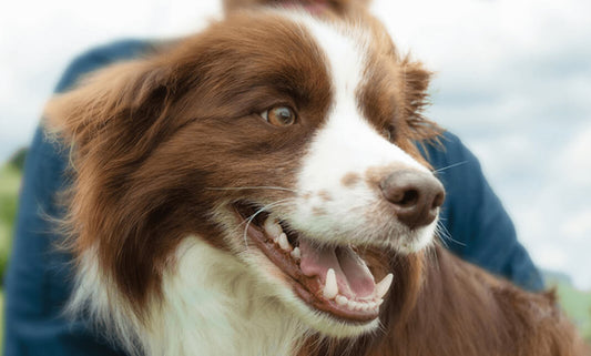Healthy dog gums vs unhealthy gums: what do they look like?