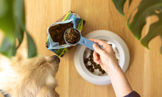 Underweight dog? Here’s the best dog food for weight gain