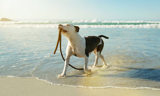 Kelp benefits for dogs: Boost your dog, naturally!