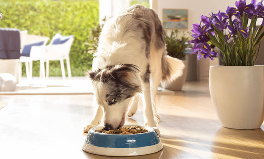 Revealed: The best sensitive stomach dog food