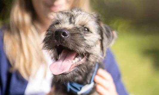Bad breath in dogs. It could be a sign of a bigger problem.