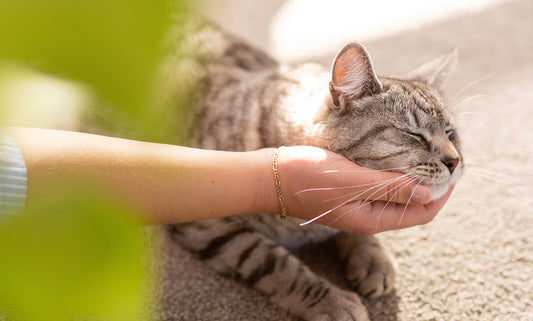 What does an average cat weigh?