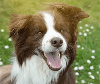 ziwi-product-chews-dog-mobile 2.png