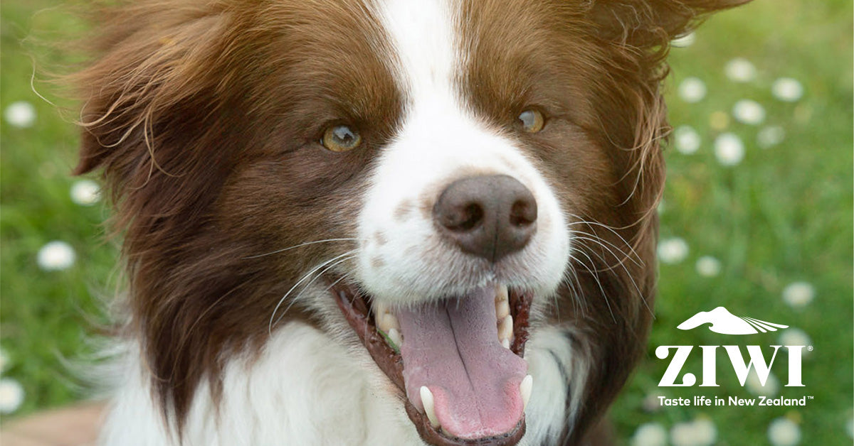 ZIWI® | Award-winning New Zealand Pet Food