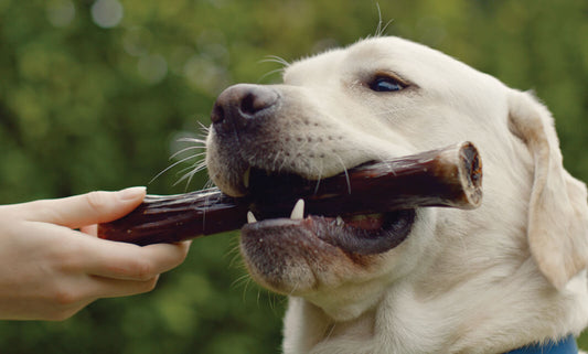 Dog bones: Nature’s toothbrush?