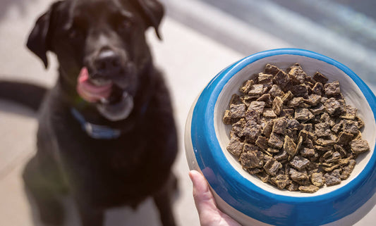Dog diarrhea: how to avoid it when transitioning to a raw diet