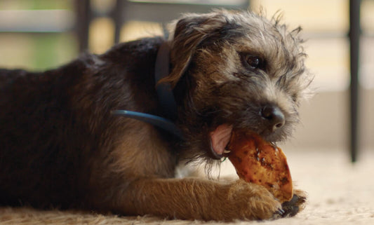 Dog chewing ZIWI treat