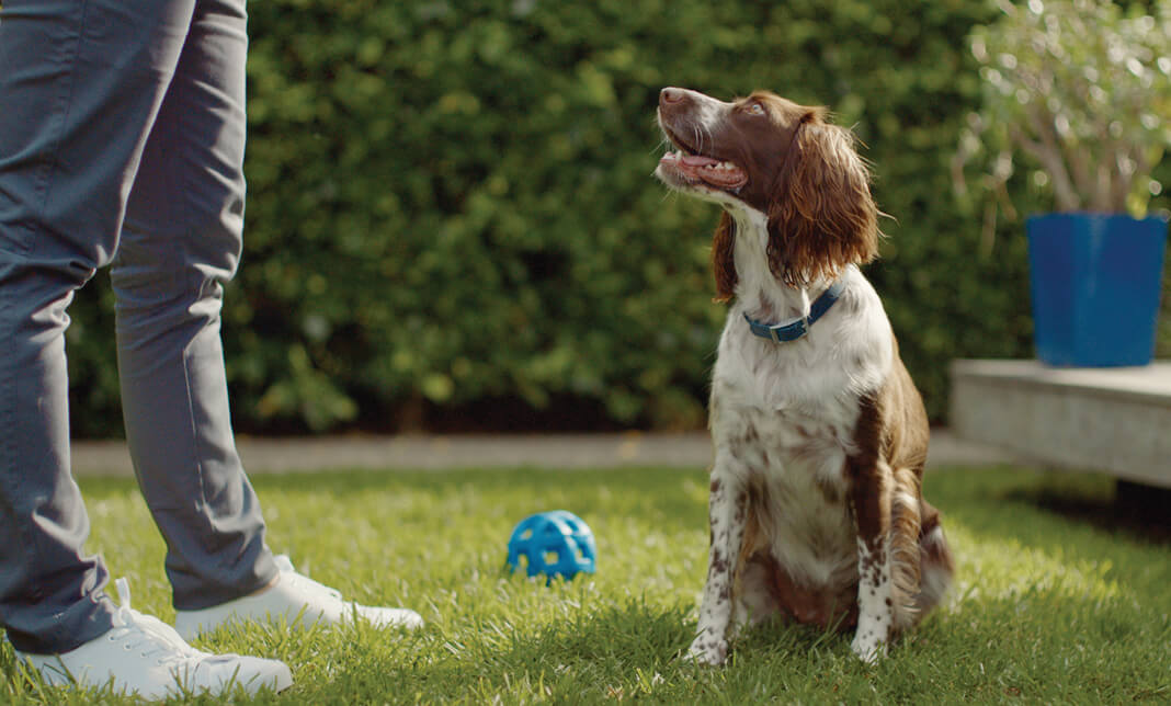 Here s How To Get Your Dog To Stop Eating Poop ZIWI ZIWI Global here-s-how-to-get-your-dog-to-stop-eating-poop-ziwi-ziwi-global