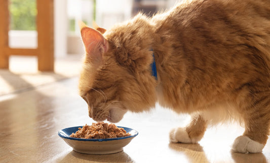 Cat eating best cat food for healthy weight