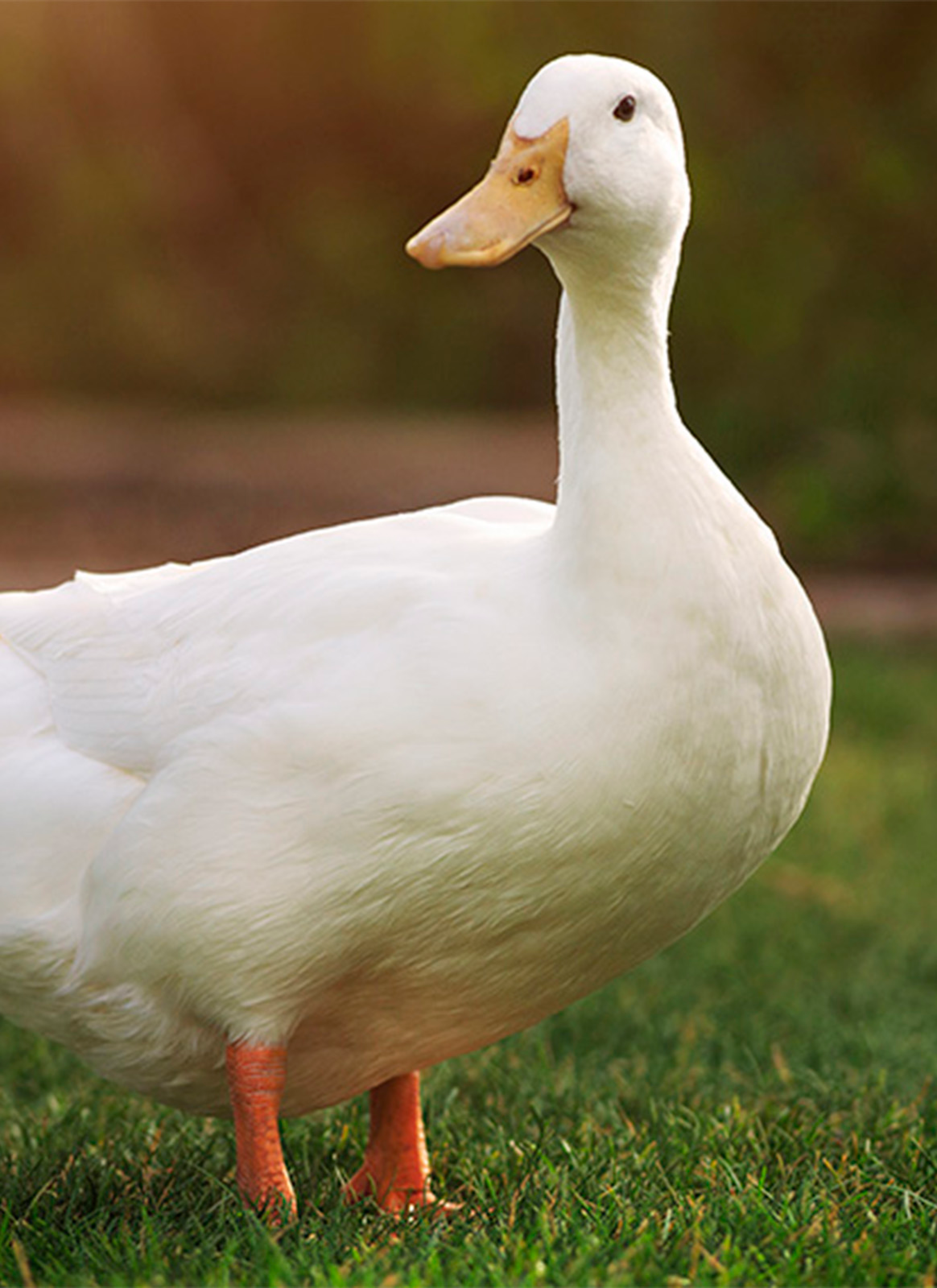 Duck | ZIWI® Global