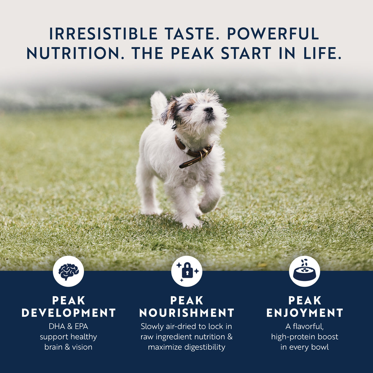 Original Air-Dried Chicken & Lamb Recipe for puppies