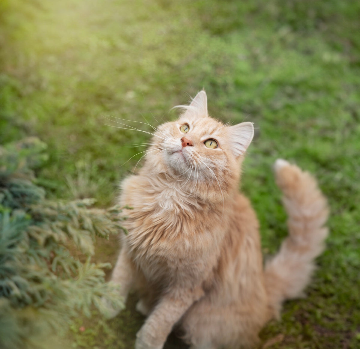 Transitioning Your Pet ZIWI® ZIWI® Global