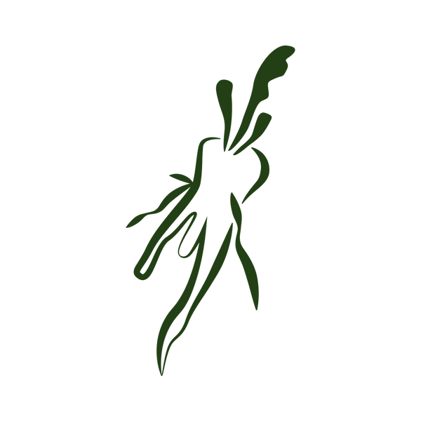 Steam & Dried Illustrations - Chicory Root_Green.png