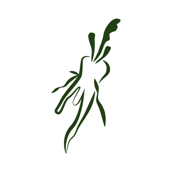 蒸汽和乾燥插圖 - Chicory Root_Green.png