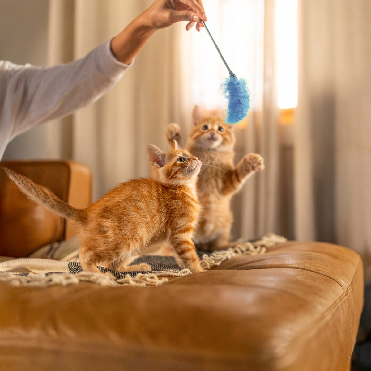 Two orange tabby kittens playing with a blue feather duster held by a person in a warmly lit living room, with a brown leather ottoman in the foreground.