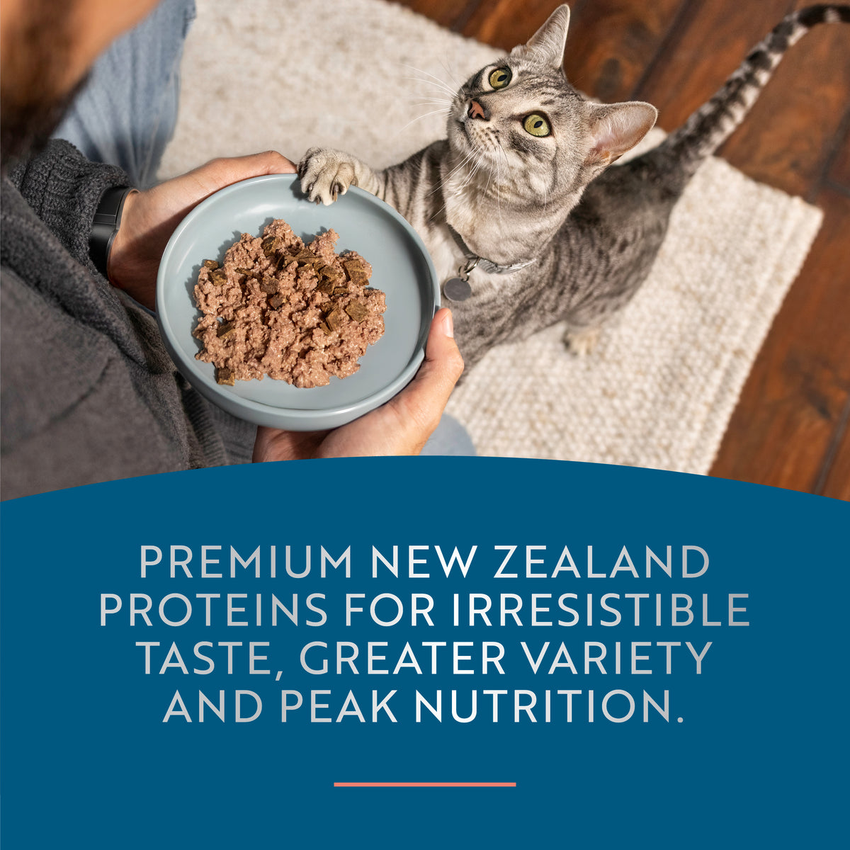 Canned Wet Salmon and Chicken for Cats