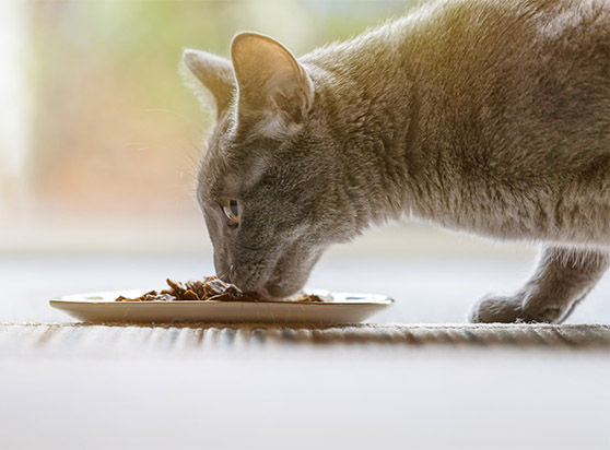 ZIWI-cat-eating-pet-food