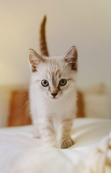 Ziwi kitten outlet