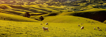 ziwi-about-farms-and-farmers-header-image 2.jpg