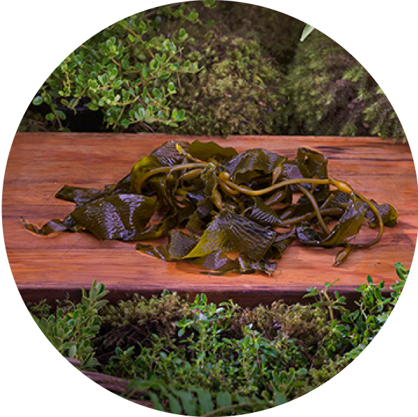 ziwi-superfoods-organic-kelp.png